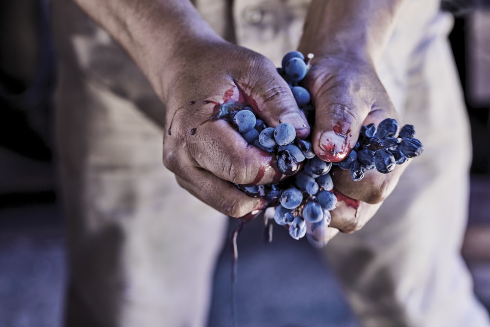 Ruca Malen viña image